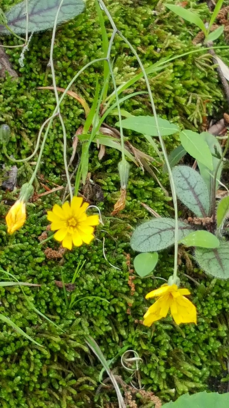 Rattlesnakeweed photo 8