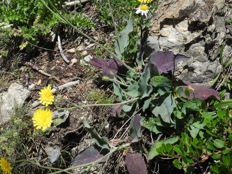 Hieracium verbascifolium