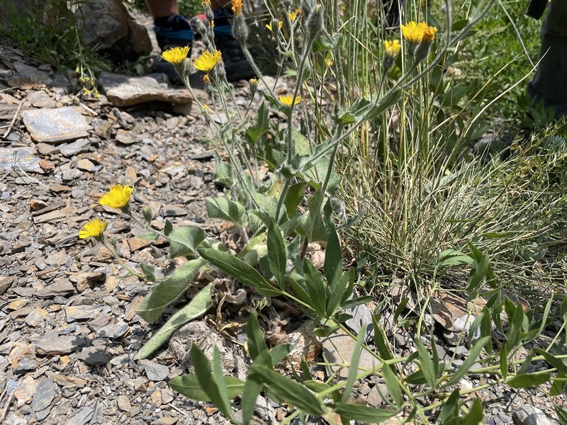 Hieracium verbascifolium photo 2