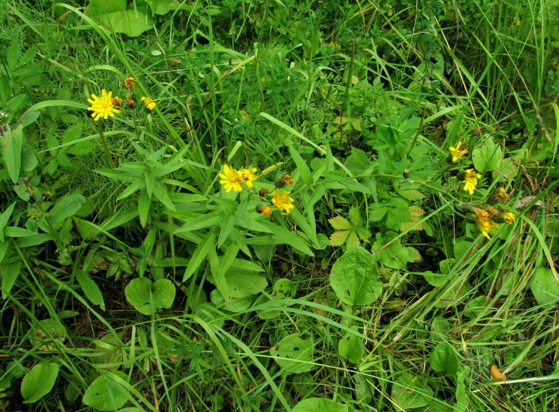 Hieracium veresczaginii photo 2