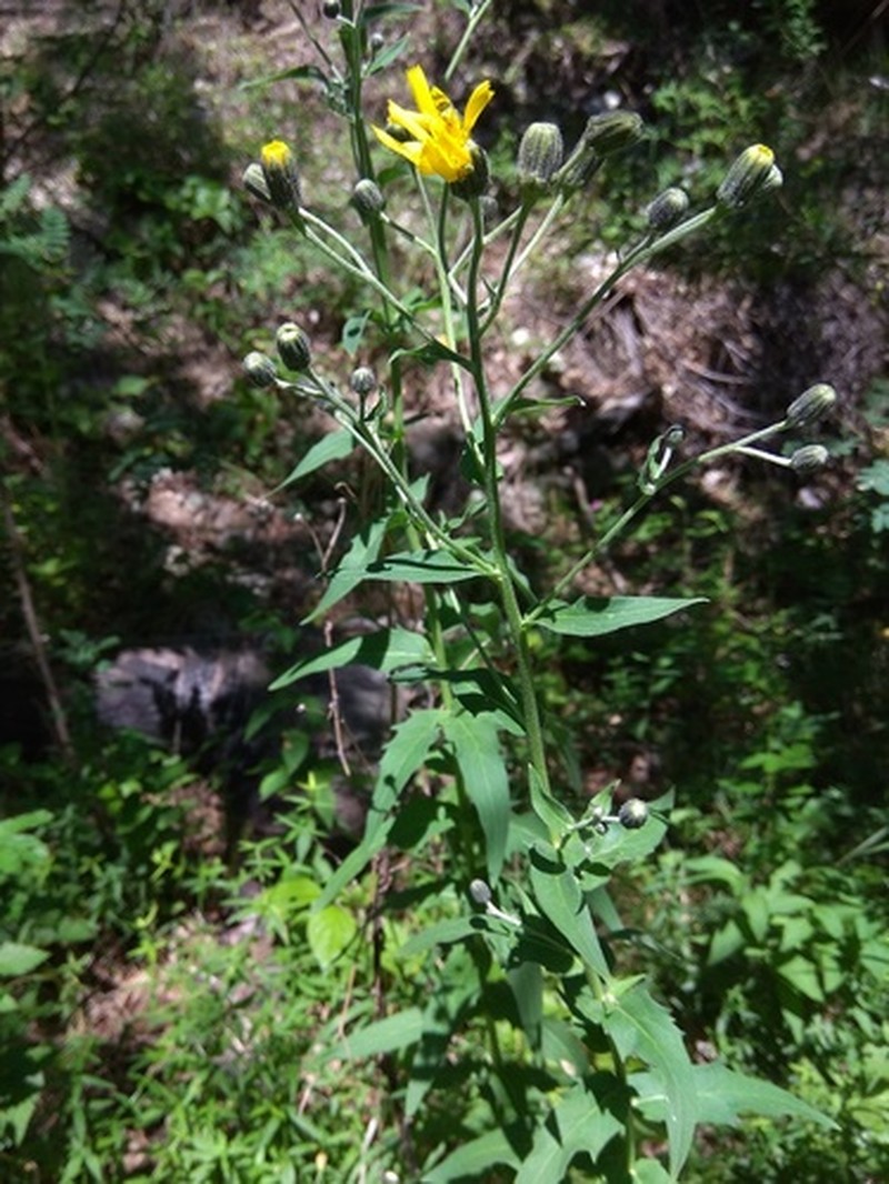 Hieracium veresczaginii photo 3