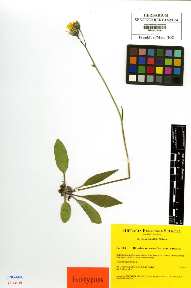 Hieracium vermiense
