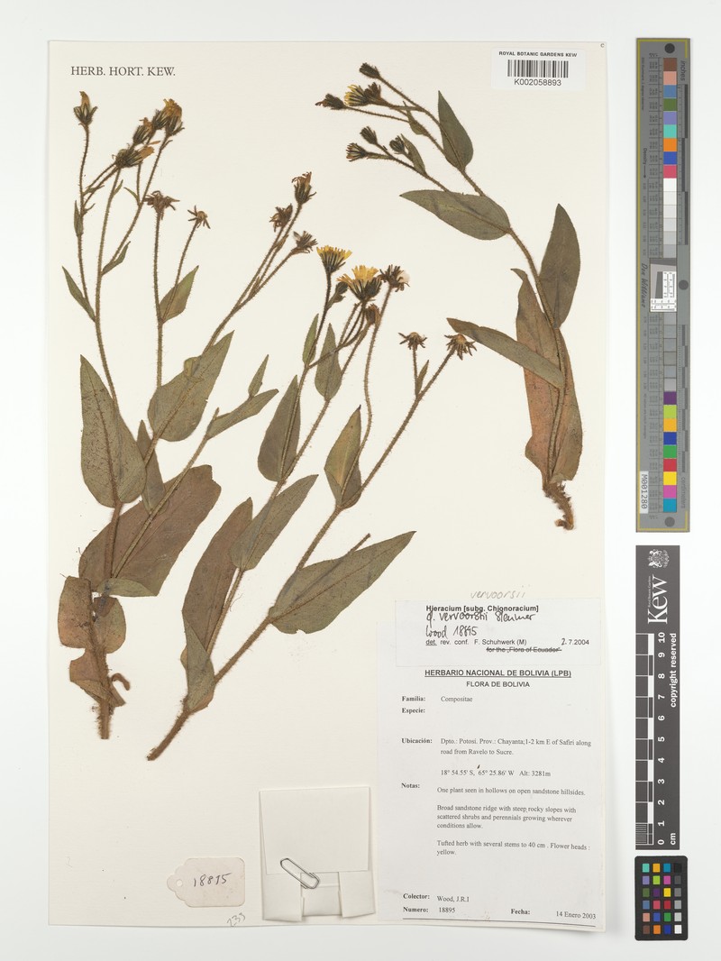 Hieracium vervoorstii