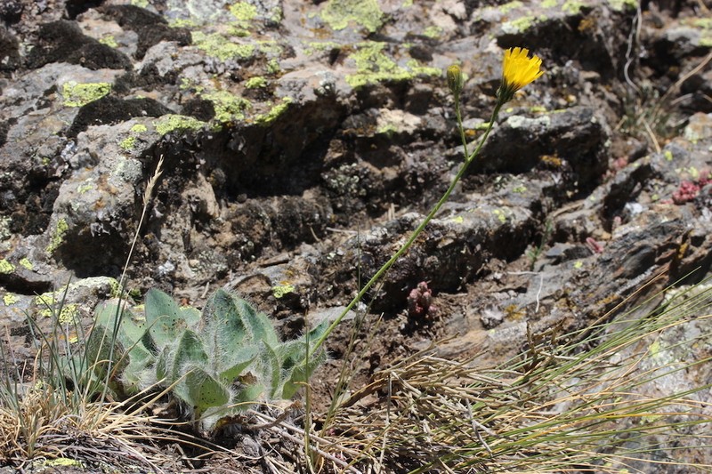 Hieracium vestitum