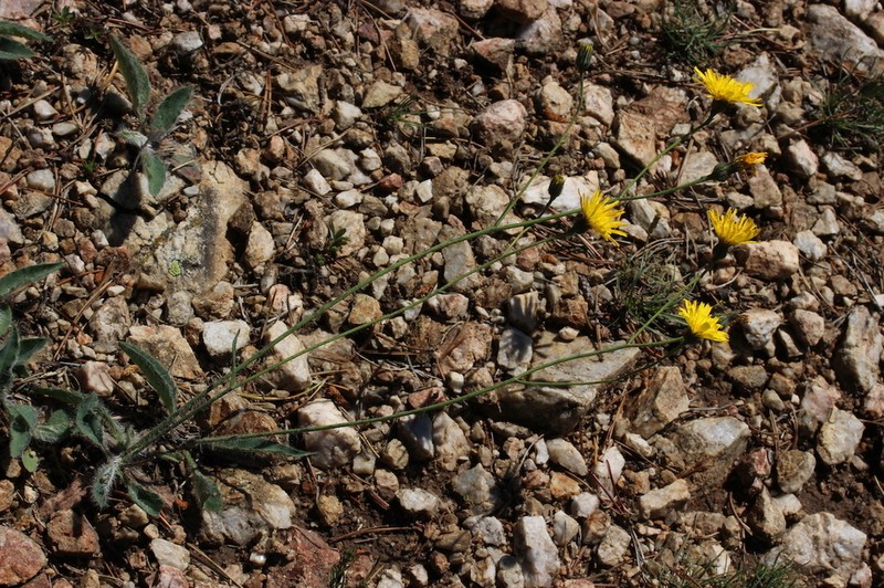 Hieracium vestitum photo 2