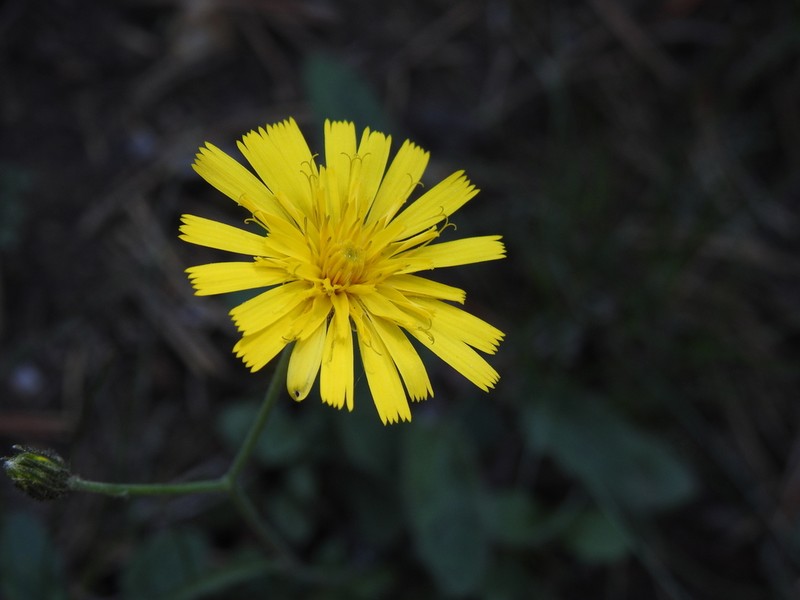 Hieracium vestitum photo 3