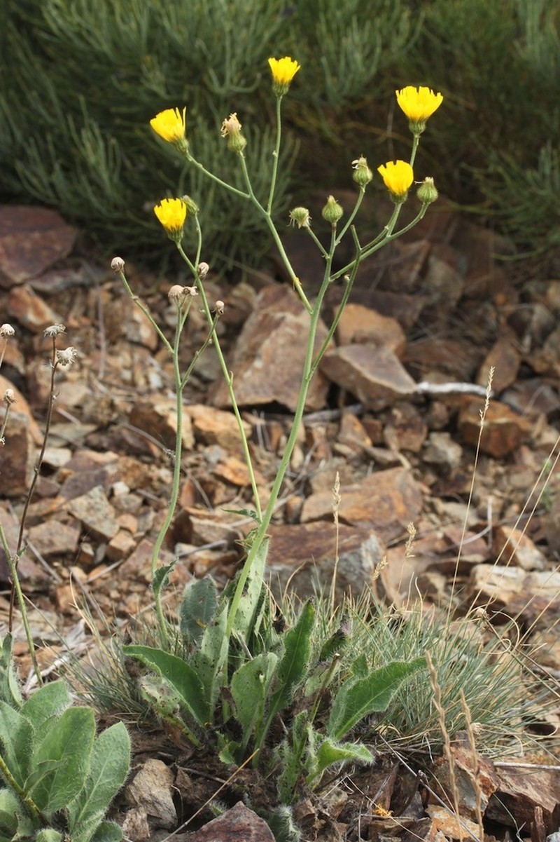 Hieracium vestitum photo 4