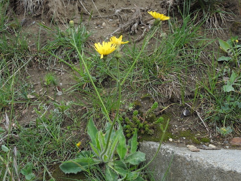 Hieracium vestitum photo 5