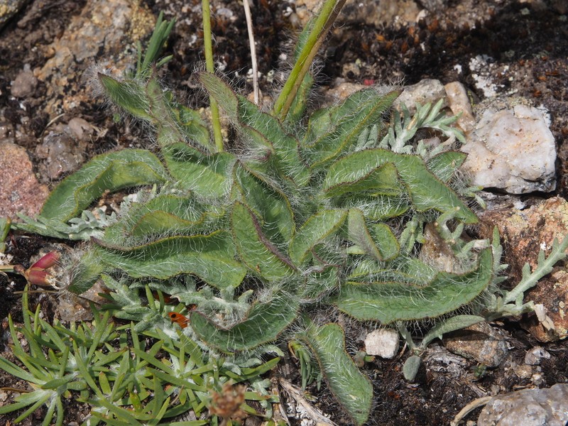 Hieracium vestitum photo 6
