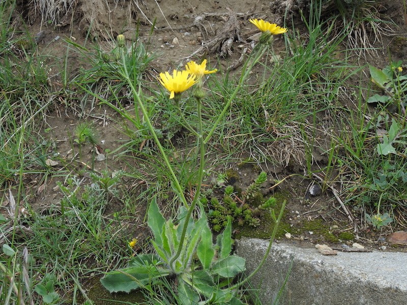 Hieracium vestitum photo 7
