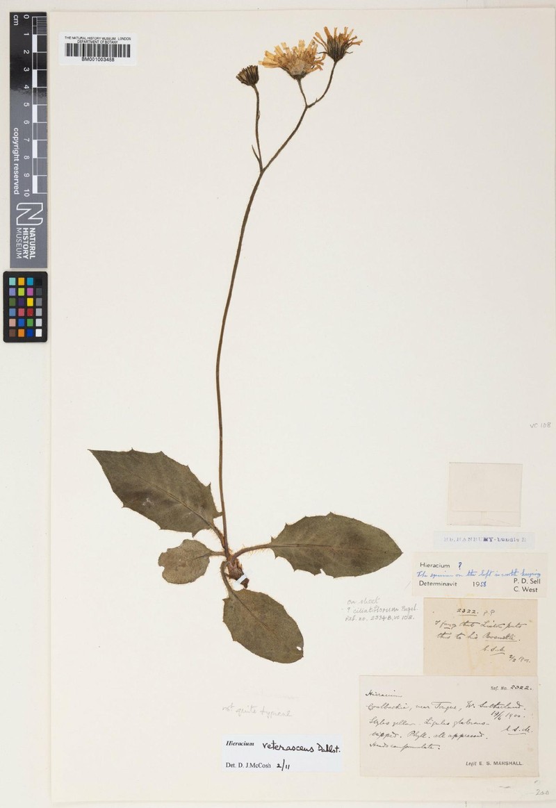 Hieracium veterascens