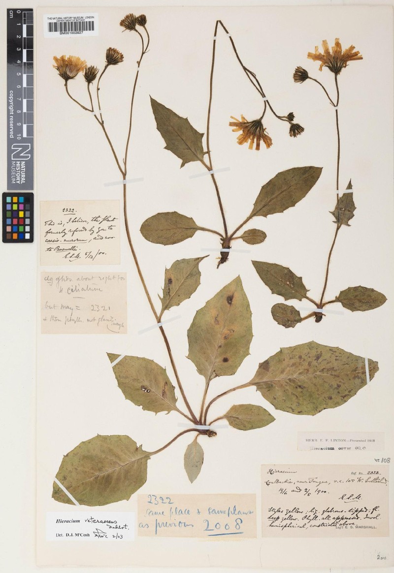 Hieracium veterascens photo 2