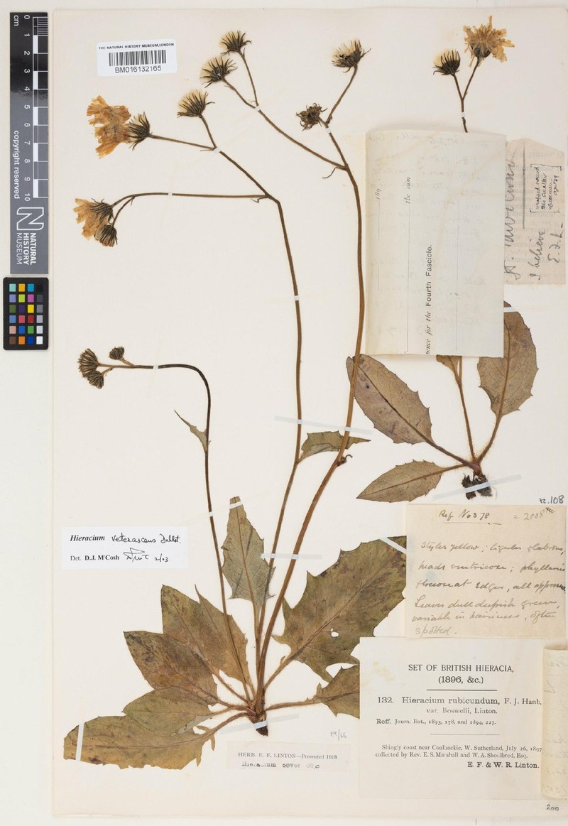 Hieracium veterascens photo 3
