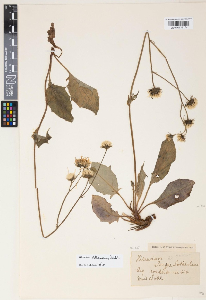 Hieracium veterascens photo 4