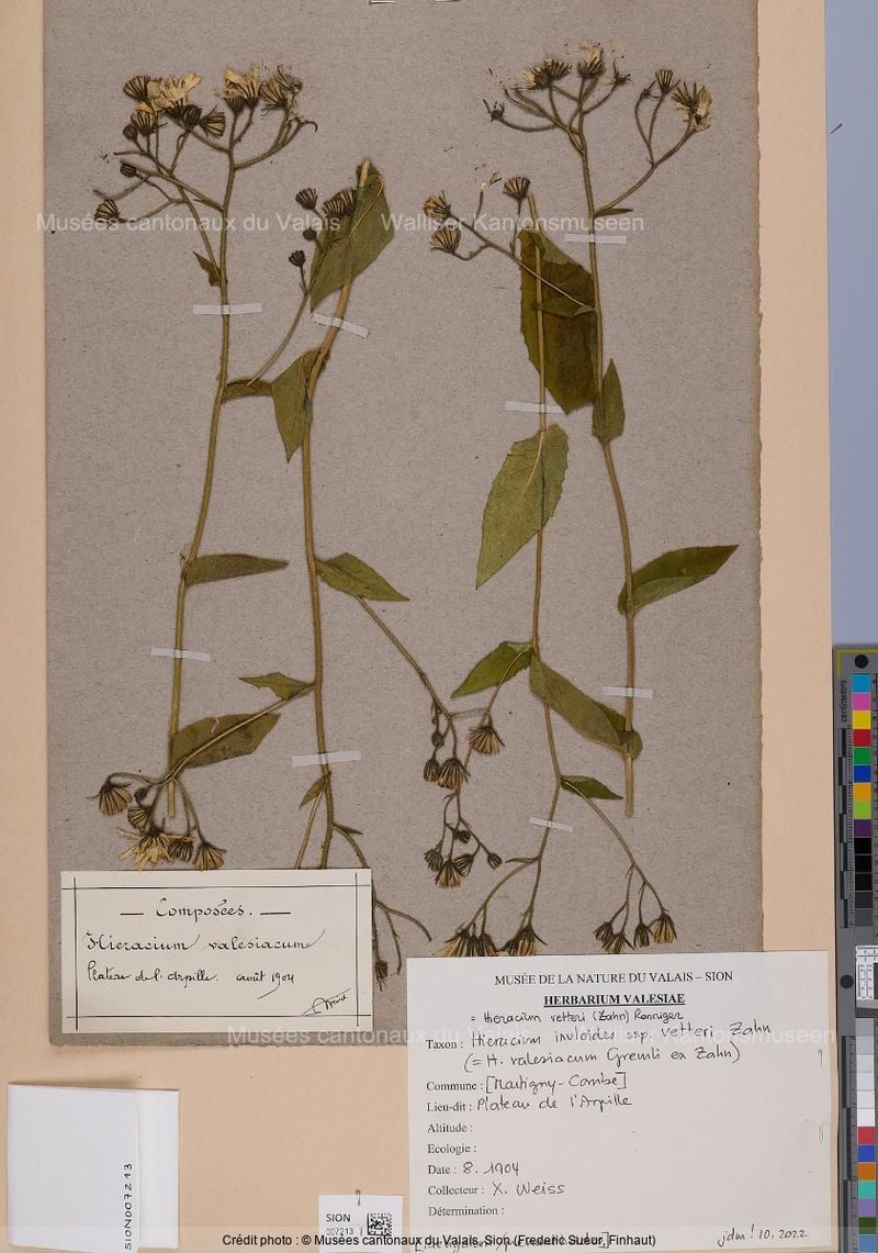 Hieracium vetteri