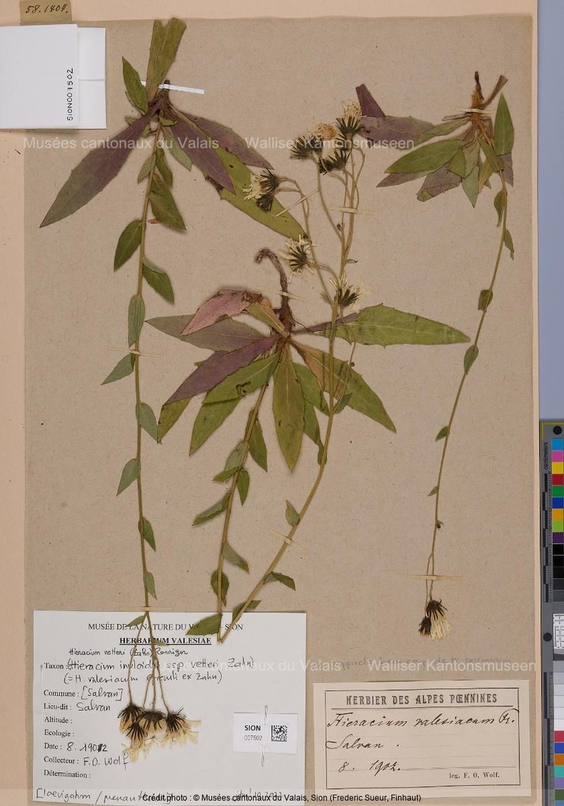 Hieracium vetteri photo 2