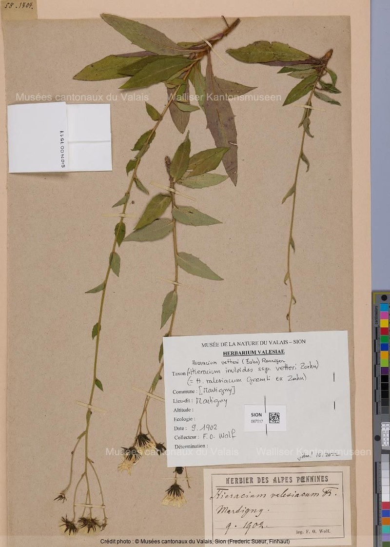 Hieracium vetteri photo 3