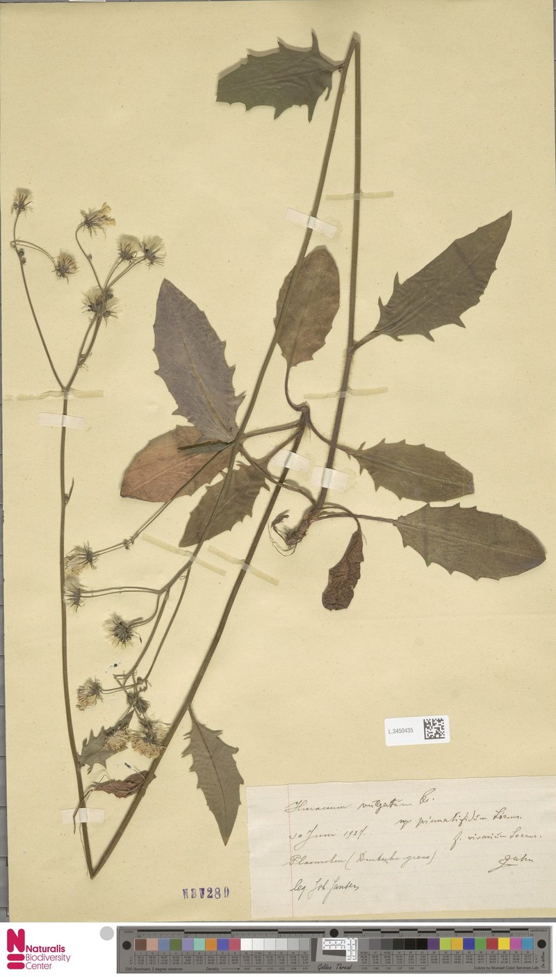Hieracium vicarium