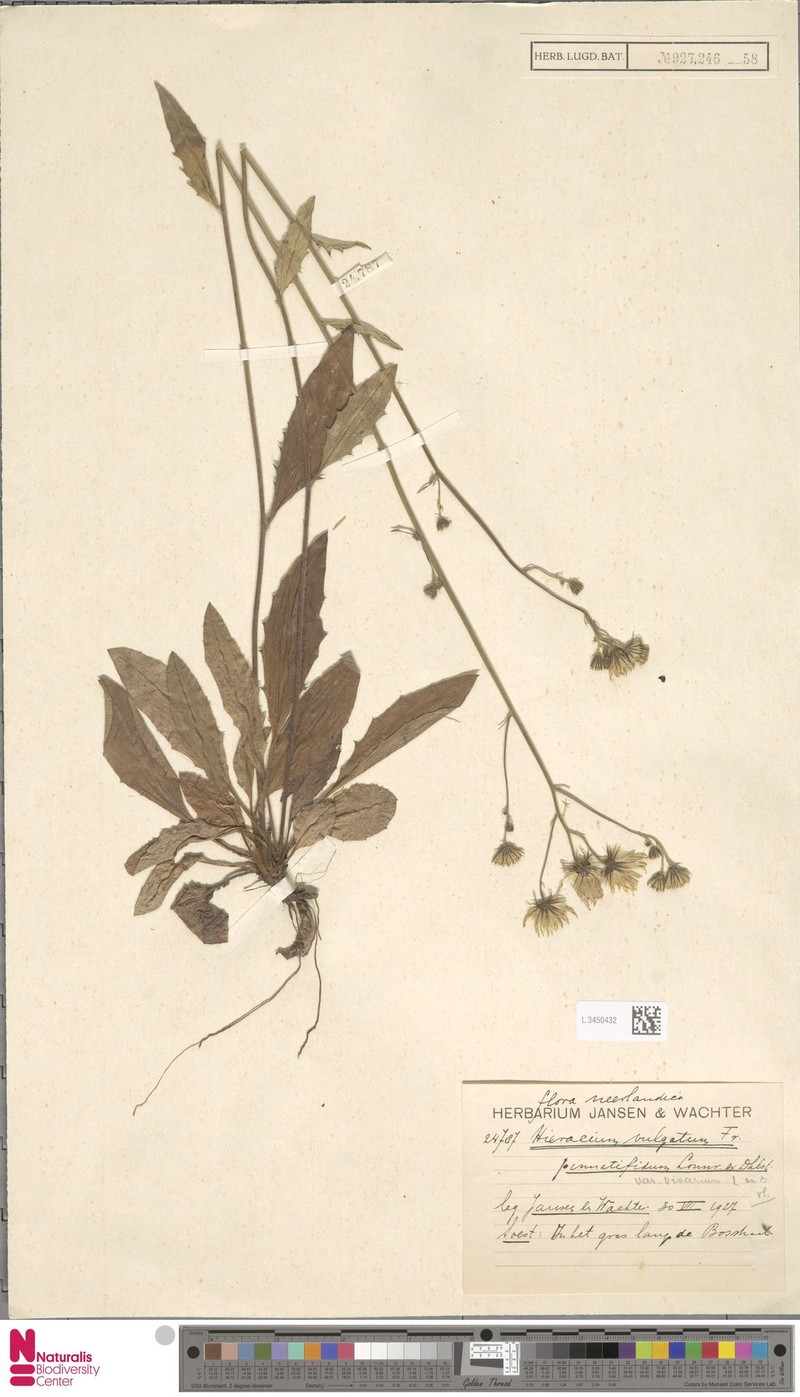Hieracium vicarium photo 2