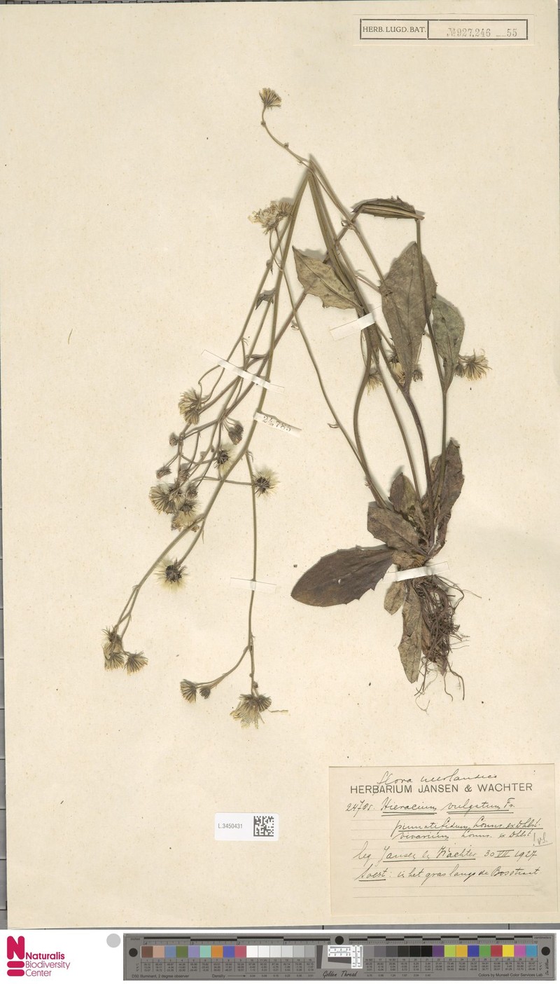 Hieracium vicarium photo 3