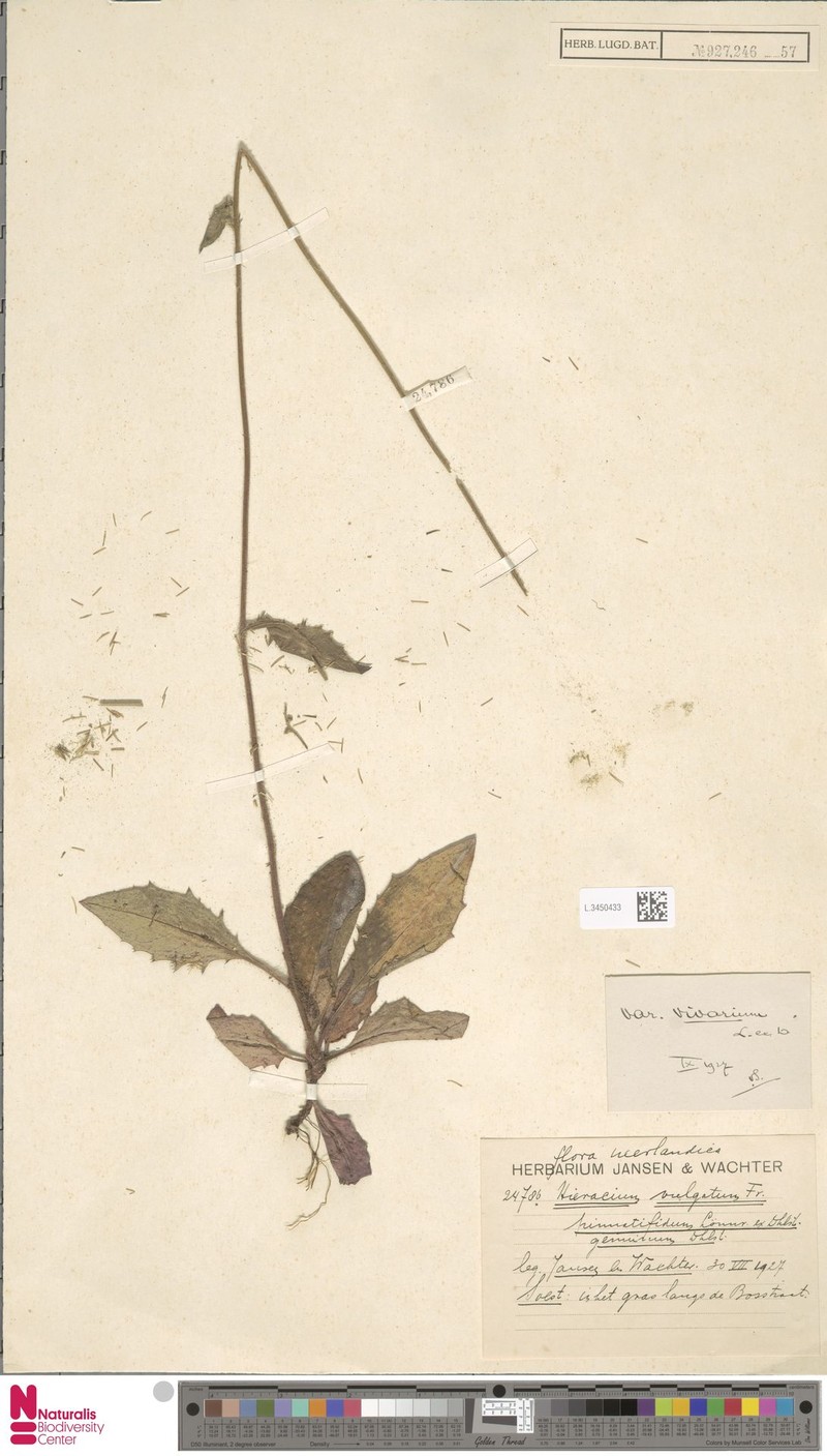 Hieracium vicarium photo 4
