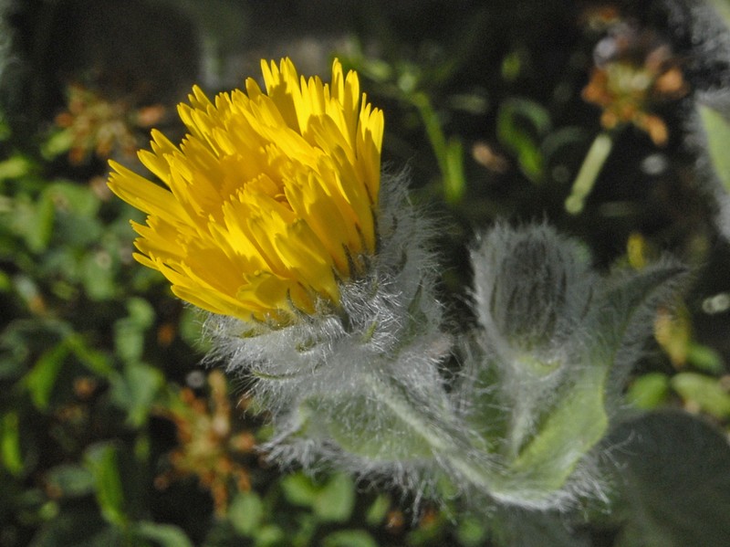 Hieracium villosum