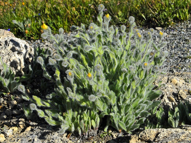 Hieracium villosum photo 2