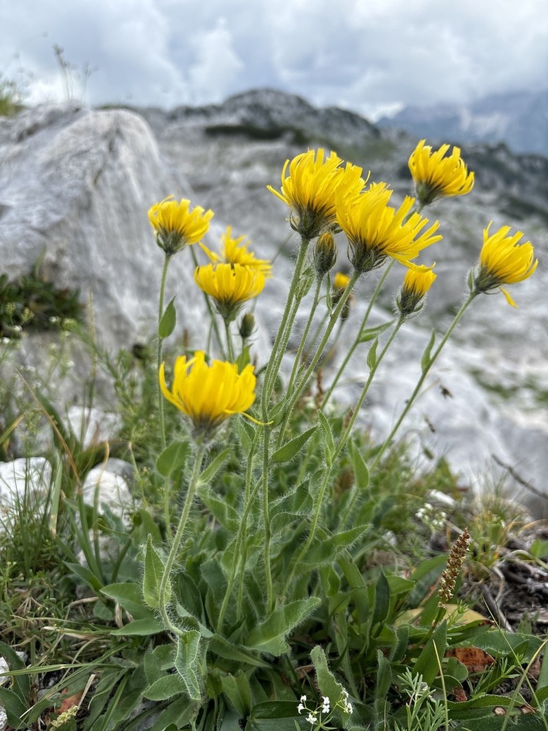 Hieracium villosum photo 3