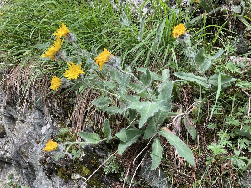 Hieracium villosum photo 4