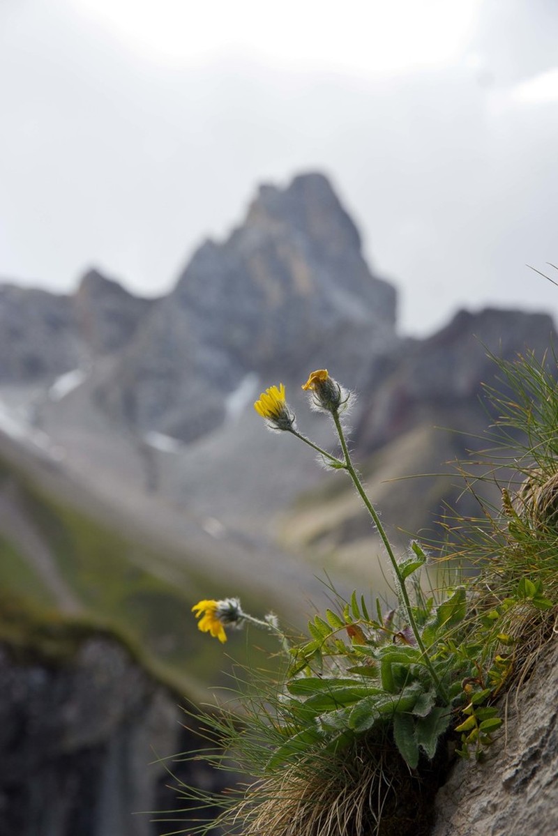 Hieracium villosum photo 5