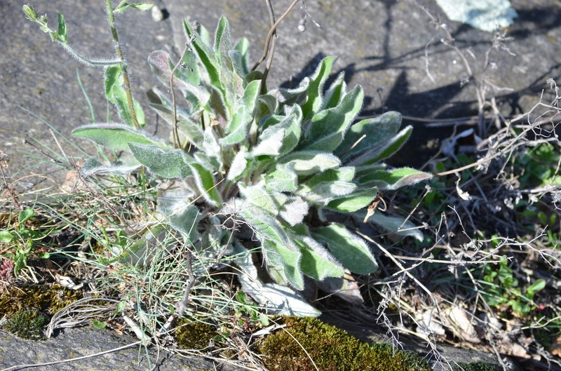 Hieracium villosum photo 6