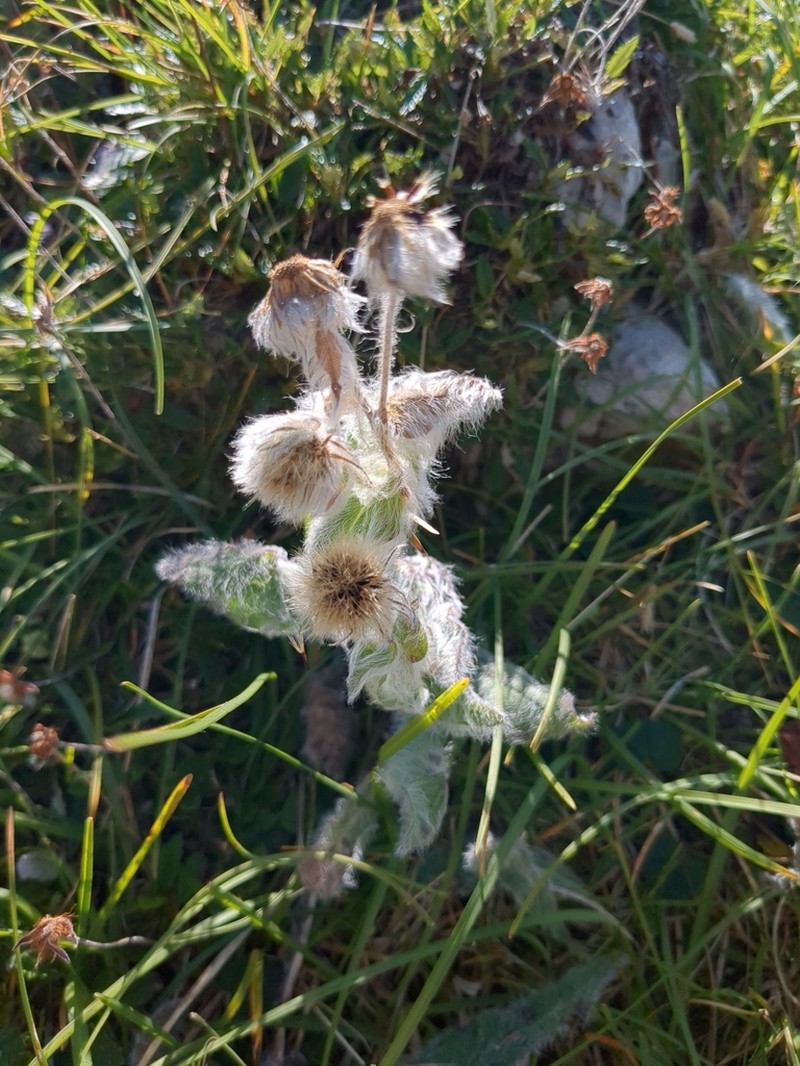 Hieracium villosum photo 7