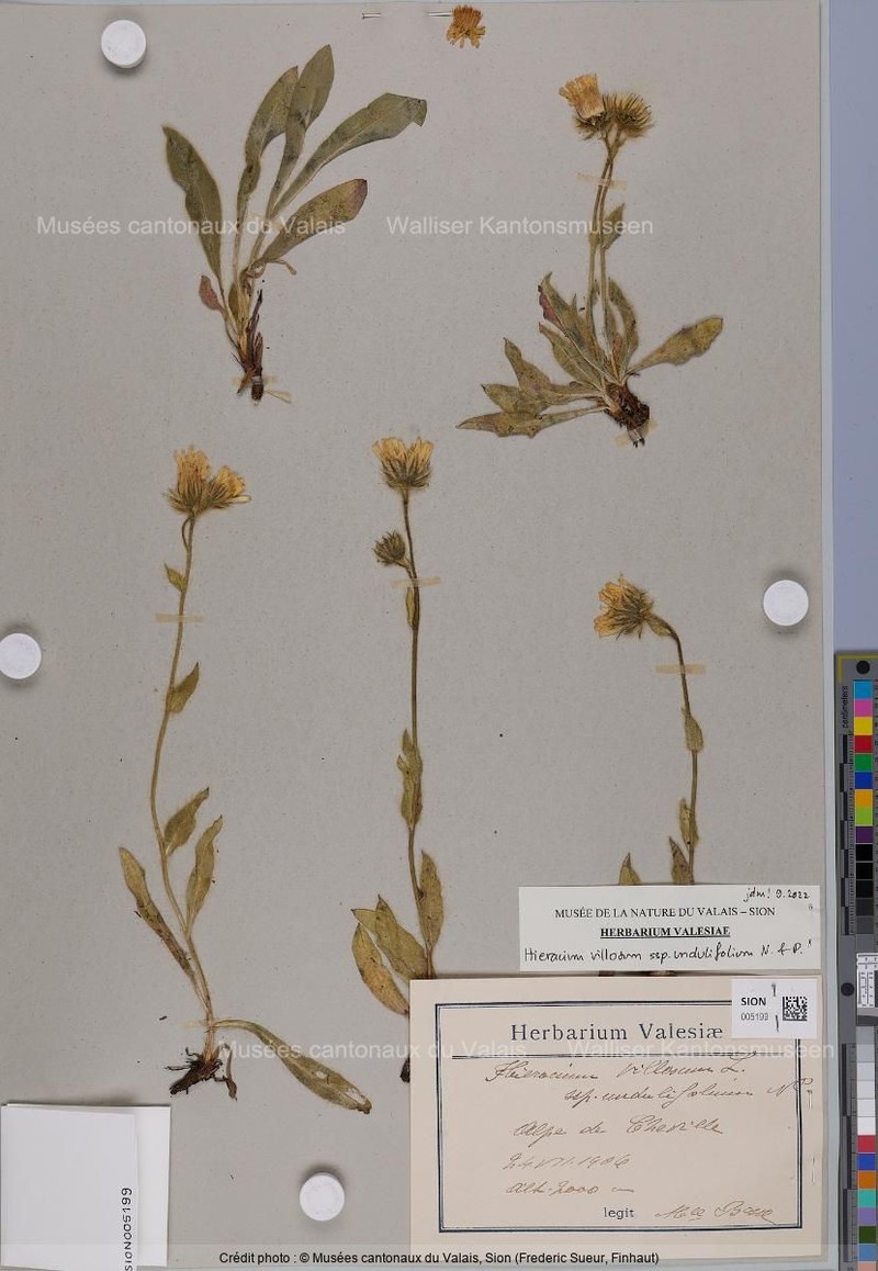 Hieracium villosum subsp. undulifolium
