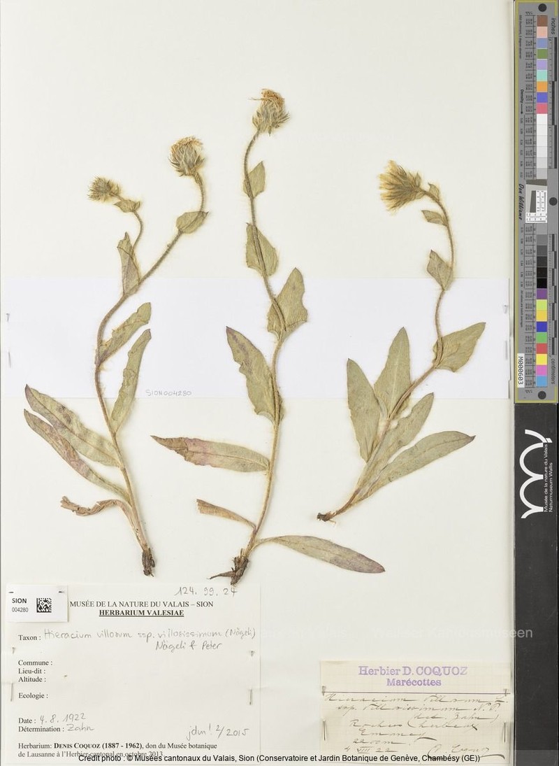 Hieracium villosum subsp. villosissimum