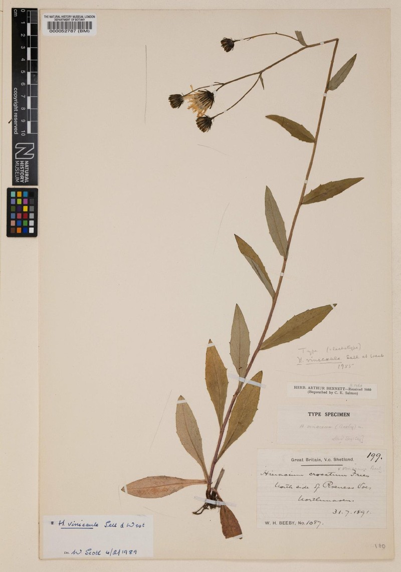 Hieracium vinicaule