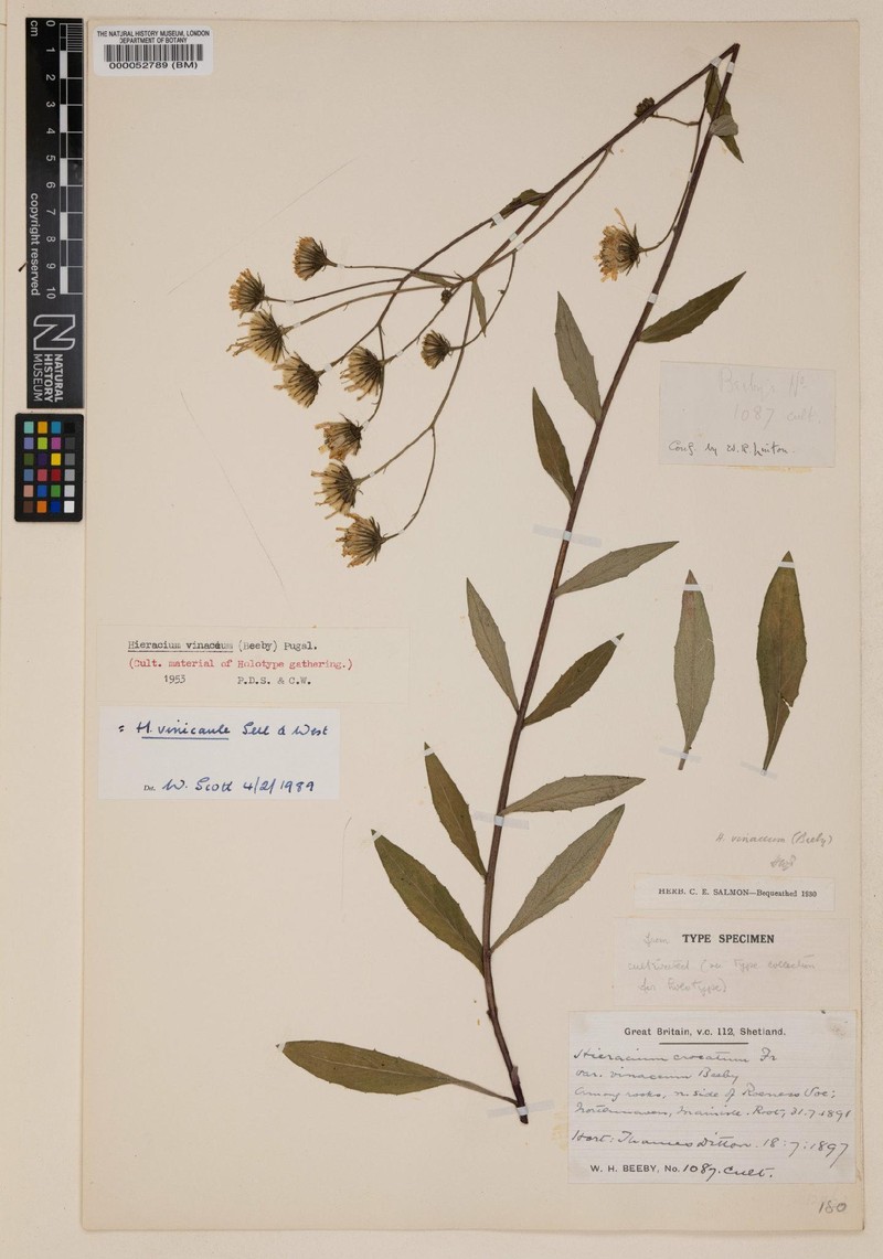 Hieracium vinicaule photo 2