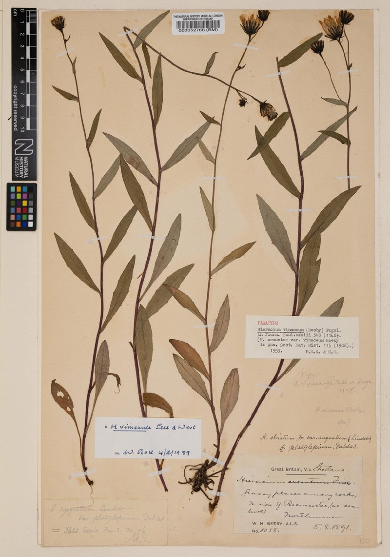 Hieracium vinicaule photo 3