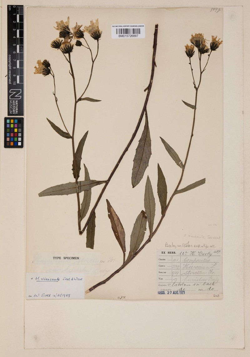 Hieracium vinicaule photo 4