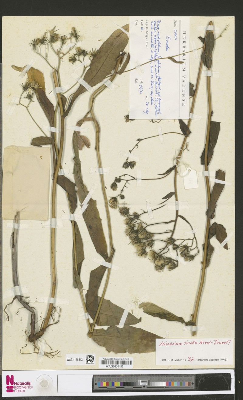 Hieracium viride