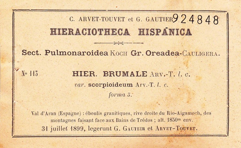 Hieracium viride photo 3
