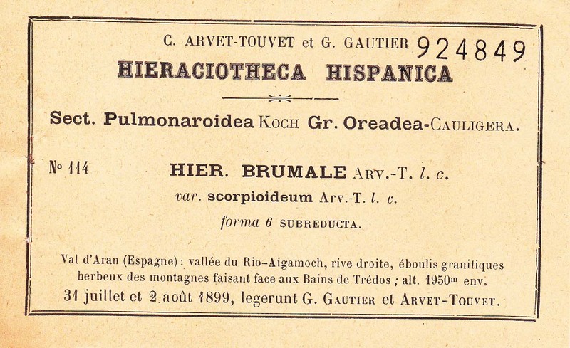 Hieracium viride subsp. brumale photo 4