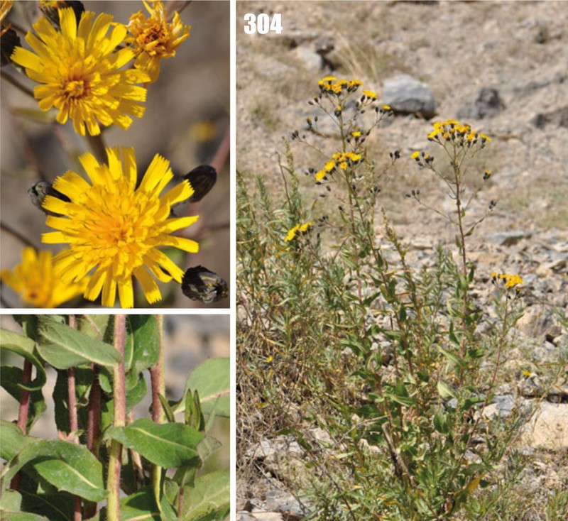 Hieracium virosum