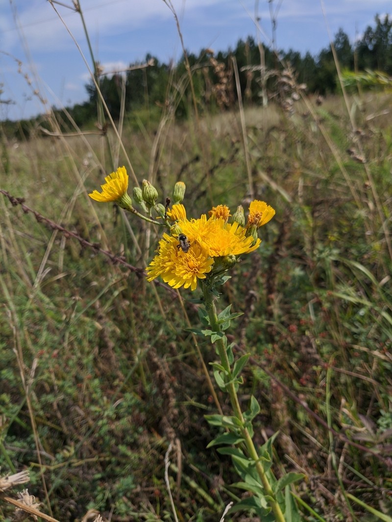 Hieracium virosum photo 2