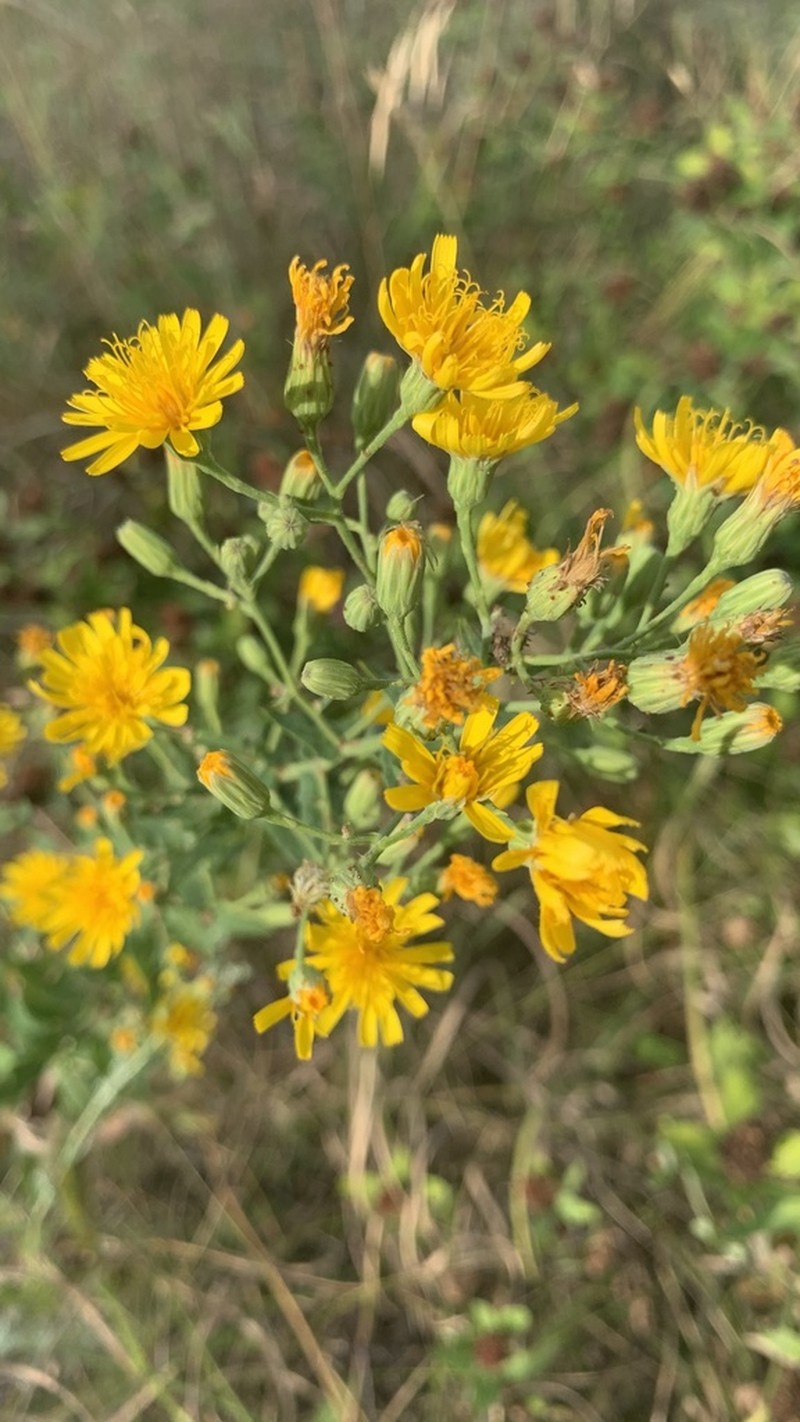 Hieracium virosum photo 3