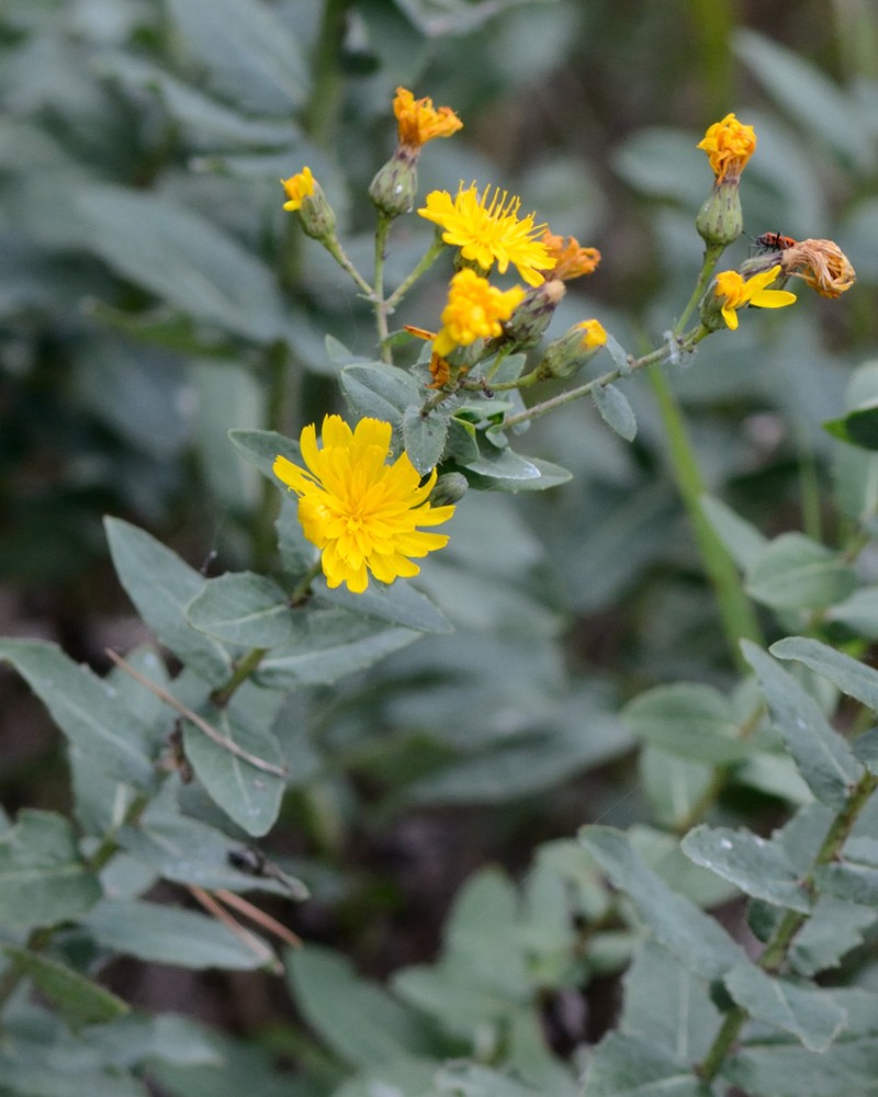 Hieracium virosum photo 4