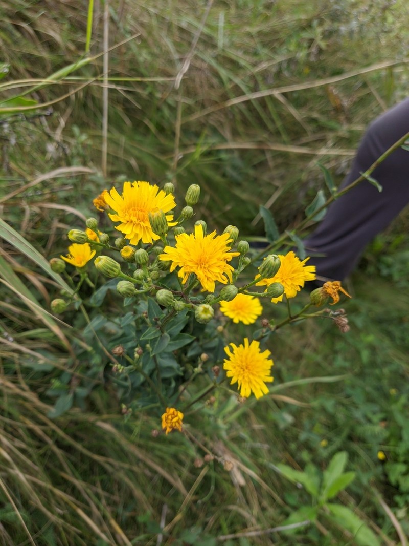 Hieracium virosum photo 5