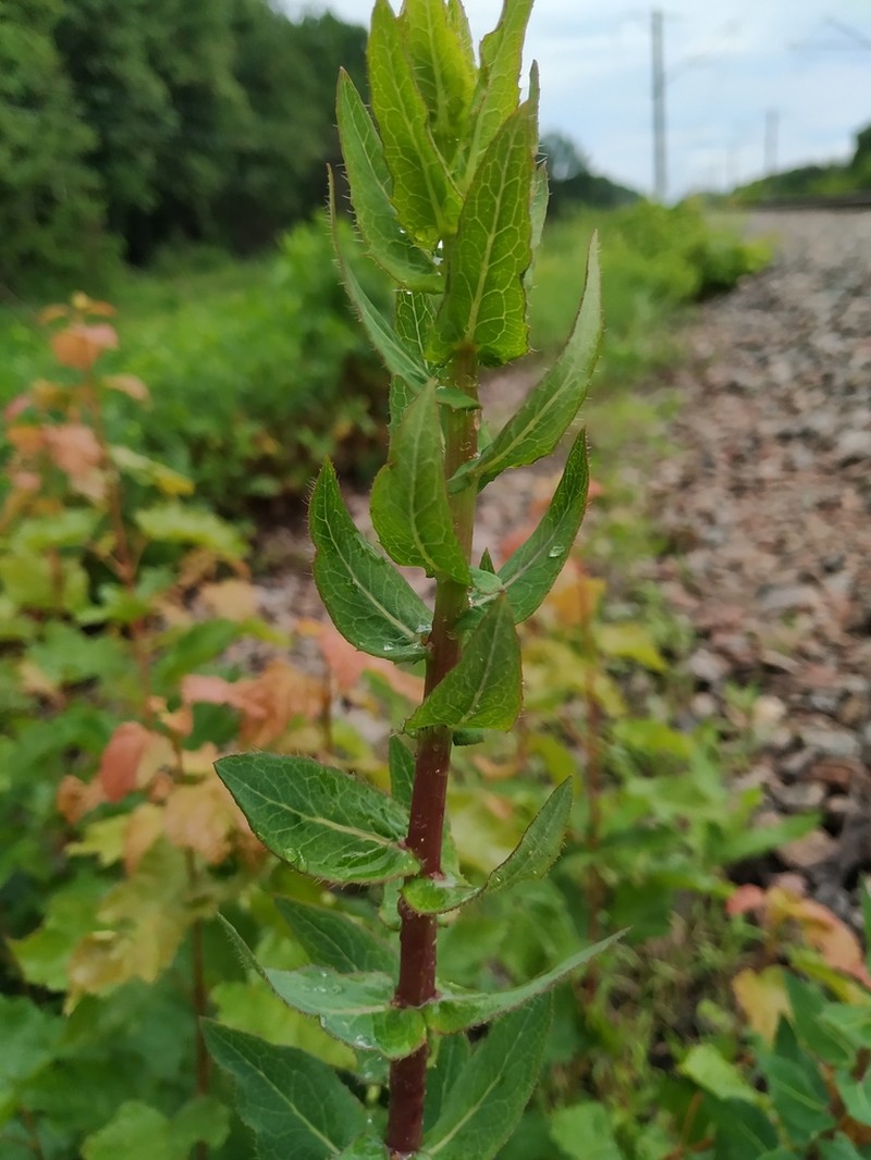 Hieracium virosum photo 6