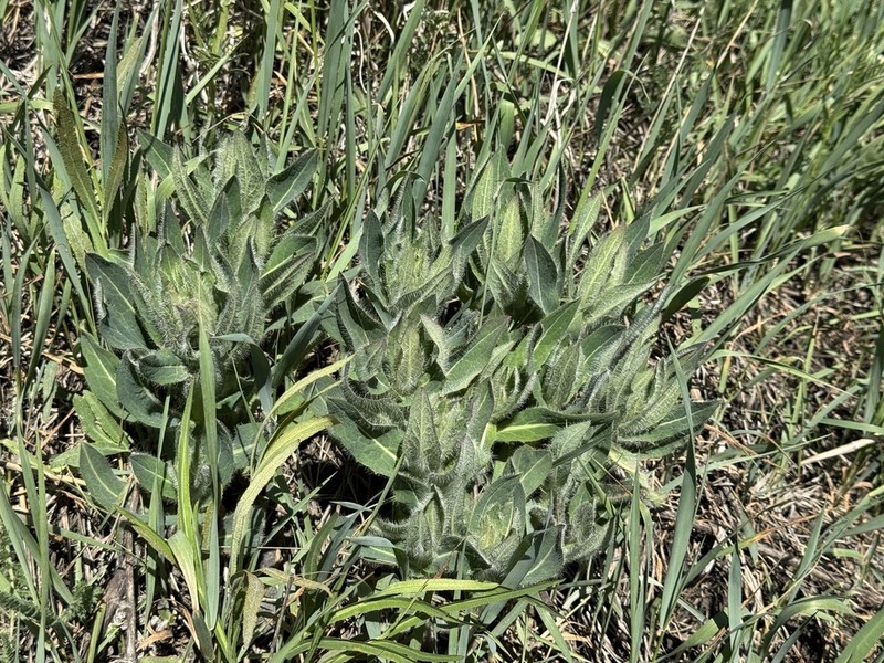 Hieracium virosum photo 7