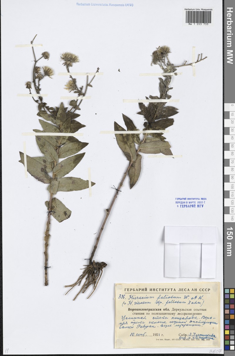 Hieracium virosum subsp. foliosum