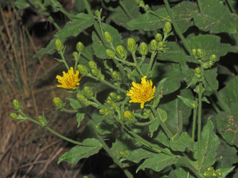 Hieracium viscosum